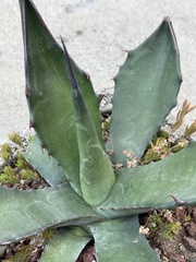 Agave inaequidens