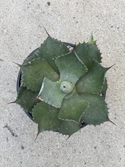 Agave potatorum