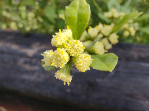 Baccharis glomeruliflora image