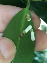 Pulvinaria camelicola