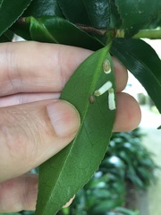 Pulvinaria camelicola