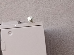 Passer domesticus