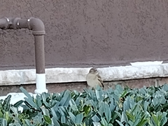 Passer domesticus