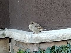 Passer domesticus
