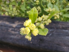 Baccharis glomeruliflora image