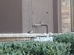 Passer domesticus
