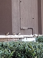 Passer domesticus