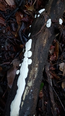 Antrodia madronae