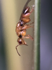 Herodotia subatriventris