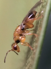 Herodotia subatriventris