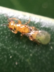 Herodotia subatriventris