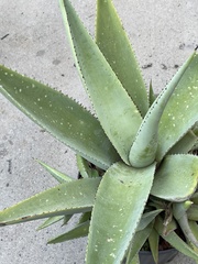 Agave guiengola