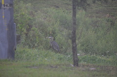 Ardea herodias