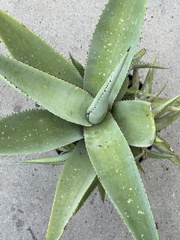 Agave guiengola