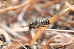 Anthidium maculifrons