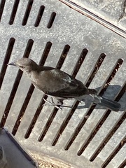 Euphagus cyanocephalus