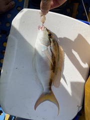 Scolopsis monogramma