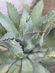 Agave seemanniana