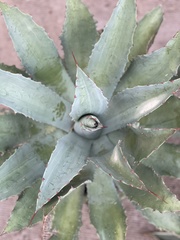 Agave seemanniana