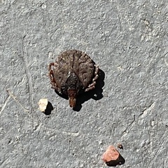 Bothriocroton hydrosauri