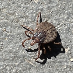 Bothriocroton hydrosauri