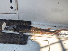 Acipenser brevirostrum