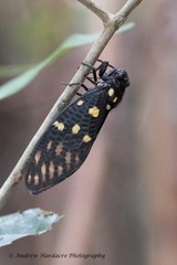 Gaeana maculata