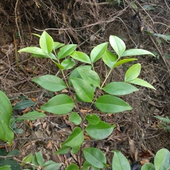 Memecylon ligustrifolium