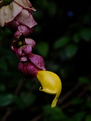 Gmelina philippensis
