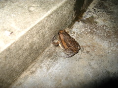 Kaloula pulchra