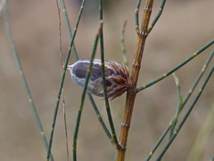 Cylindrococcus casuarinae