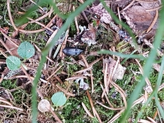 Pterostichus oblongopunctatus