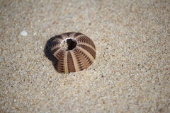 Amblypneustes formosus