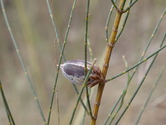 Cylindrococcus casuarinae