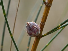 Cylindrococcus casuarinae
