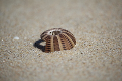 Amblypneustes formosus