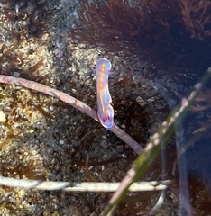 Felimida macfarlandi