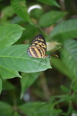 Tithorea harmonia megara