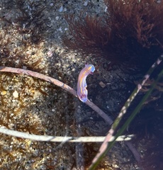 Felimida macfarlandi