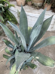 Agave atrovirens