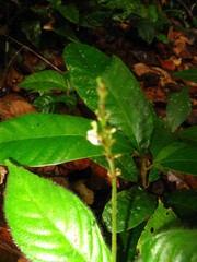 Magnoliopsida