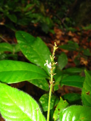Magnoliopsida