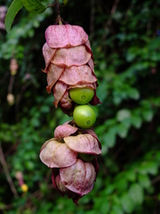 Gmelina philippensis