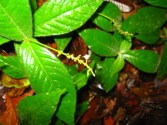 Magnoliopsida