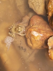 Pseudopaludicola pocoto