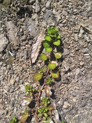 Ludwigia helminthorrhiza