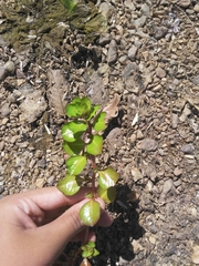 Ludwigia helminthorrhiza