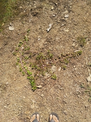 Ludwigia helminthorrhiza