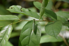 Tithrone roseipennis