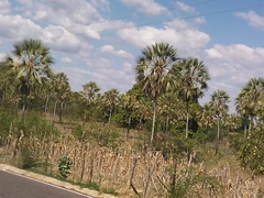 Copernicia prunifera